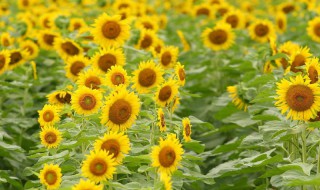 怎么选向日葵花 如何选向日葵