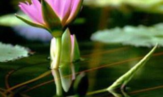 莲子怎么种 饥荒莲子怎么种