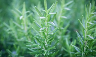 迷迭香该怎么保存（迷迭香怎么保存更久）