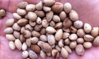 怎么保存樱桃种子（核桃种子怎么保存）