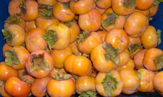 柿子的禁忌（柿子的禁忌和功效）