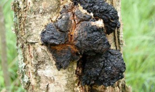 桦树茸的功效与作用 桦树茸的功效与作用及食用方法