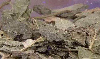 干桑叶泡水喝的功效和作用 干桑叶泡水喝的功效和作用及禁忌