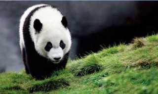 我国珍稀动物有哪些（我国珍稀动物有哪些,主要生活在哪里）