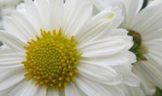 杭白菊的功效（杭白菊的功效与作用）