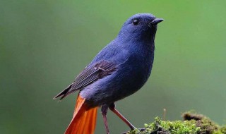 石燕鸟的养殖方法 石燕鸟的养殖方法和技巧