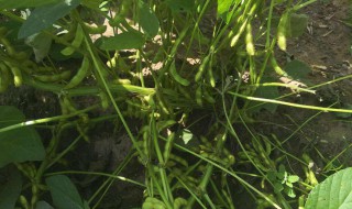 黑豆开花期怎么管理（黑豆开花到结果需要多长时间）