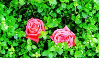 玫瑰朵数的含义（玫瑰朵数的含义大全100）