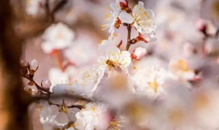 适合春天发的朋友圈 适合春天发的朋友圈文案