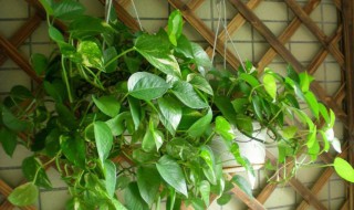 绿萝浇什么才能更旺盛 绿萝浇什么才能更旺盛一点