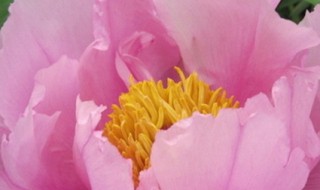 国花有哪些 中国的国花有哪些