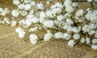 适合送女朋友满天星颜色 送女朋友满天星什么颜色合适