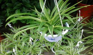 为什么吊兰对风水不好 为什么吊兰对风水不好呢