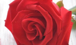 1到99朵玫瑰的含义 1到99朵玫瑰的含义图片