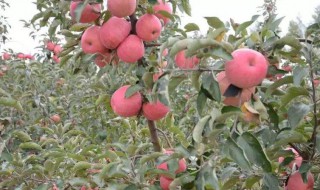 平安夜送苹果的含义（平安夜送苹果应该说什么）