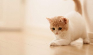 小动物怎样过冬（小动物怎样过冬简谱）