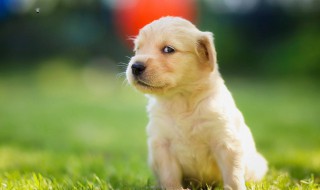 宠物狗怎样训大小便（宠物狗怎样训大小便视频）