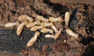 白蚁的危害（白蚁的危害特征）