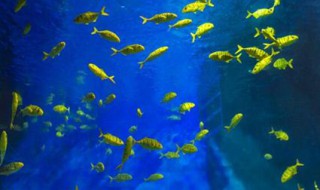 梦见很多鱼（梦见很多鱼在水里游是什么意思）