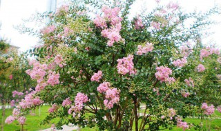 紫薇树的忌讳（紫薇树的忌讳有哪些）