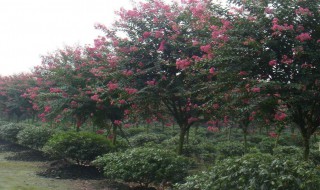 种紫薇树的风水禁忌（紫薇树的风水忌讳）