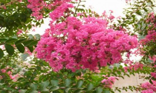 紫薇为啥又叫痒痒树 紫薇树会痒痒
