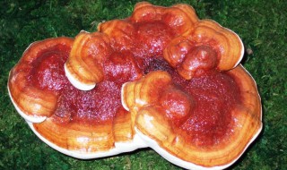 灵芝是一年生还是多年生（灵芝是一年生还是多年生草本植物）