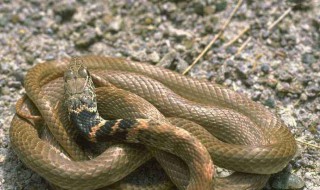 梦见蛇缠身 梦见蛇缠身 女性