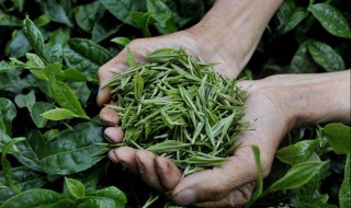 茶叶基本知识（茶叶基本知识测试题）