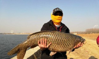 梦见抓到鱼 梦见抓到鱼是什么预兆 女性