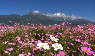 梦见格桑花啥意思（梦到格桑花）