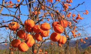 秋分养生的句子（秋天的养生句子短句唯美）