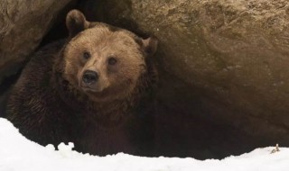熊为什么会冬眠（熊为什么会冬眠脑筋急转弯）
