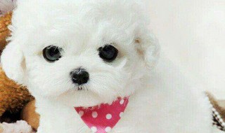 比熊好养吗 小体比熊好养吗