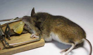 灭鼠好方法 赶走老鼠最快的方法