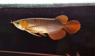 龙鱼怎么养（六角龙鱼怎么养）