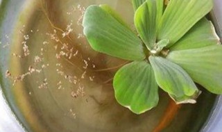 水芙蓉怎么养（鱼缸水芙蓉怎么养）