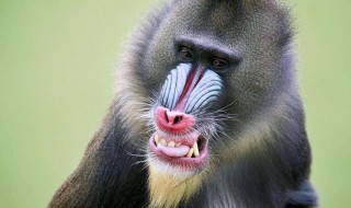 世界最大的猴子（世界最大的猴子是什么）