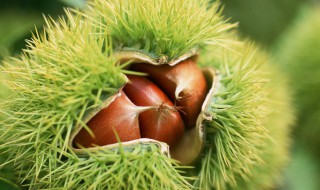 孕妇能吃板栗吗 孕妇能吃板栗吗中期