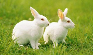 属兔的性格（属兔的性格和脾气女人）