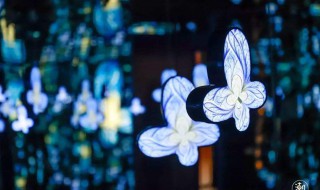 蝴蝶特效怎么拍出高级感 蝴蝶特效视频