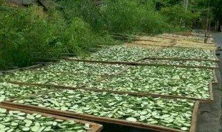 黄瓜晒干怎么晒才能绿 怎么晒黄瓜干才会很绿