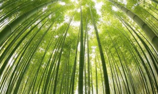 为什么竹子能长得那么快（那种竹子长的快）