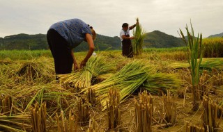 秋天成熟的农作物（秋天成熟的农作物有哪些图片）