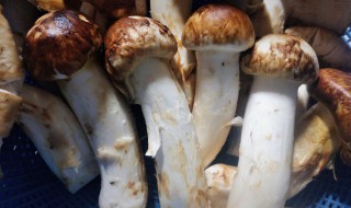 鲜松茸如何保存能够多放点时间（新鲜松茸怎么存放能放多长时间）