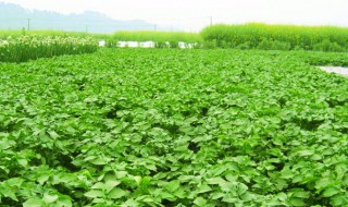 儿菜种植时间和方法（儿菜种植时间和方法河北）