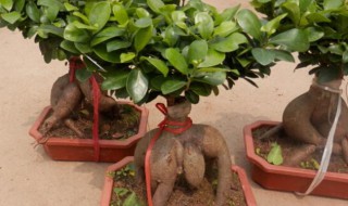 人参榕树盆景怎么养 人参榕树盆景怎么养长得快