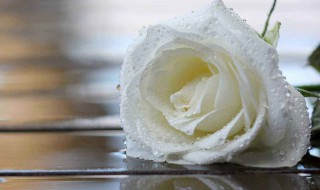 白玫瑰不能随便送人吗（白玫瑰能不能随便送人）