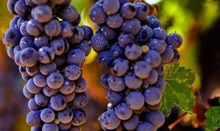 葡萄属于酸性还是碱性（葡萄属于酸性还是碱性的）
