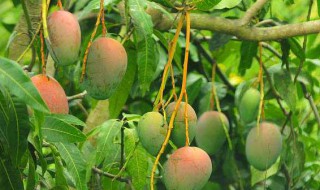 芒果是酸性还是碱性 芒果是酸性还是碱性食物